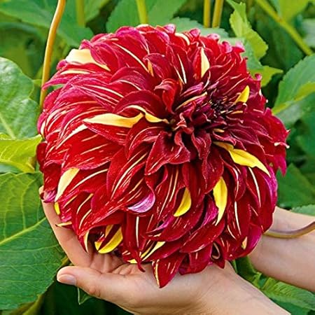 FERNSFLY Flower Bulbs IMP. Dahlia | Dhalia | Dahalia Perennial Flower Bulbs Excellent Quality Attractive Aromatic Flower Home Outdoor Gardening Flowering Bulbs (Pack Of 8 The Bohemian Spartacus)