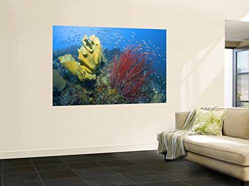 Raja Ampat, Indonesia Wall Mural by Jones-Shimlock 48 x 72in