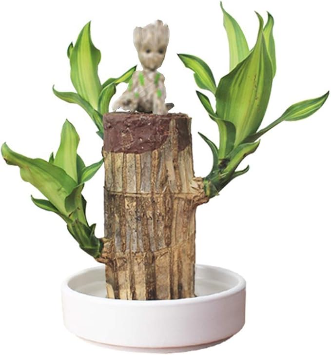 Mini Brasilianische Holz, Brazil Lucky Wood Topfpflanze, Blumentopf