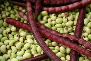 CARIBBEANGARDEN 2 ozs Speckled Purplehull (Southern) Peas,Great Flavor, Shell pea