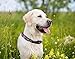 MLB Chicago Cubs Licensed PET COLLAR- Heavy-Duty, Strong, and Durable Dog Collar. Available in 29 Baseball Teams and 4 Sizes