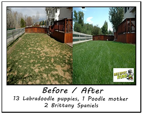See Spot Run Lawn Protectant - Complete and Safe Natural Lawn Care for Pets. Cures and Prevents Dog Urine Spots (32 oz. hose end concentrate)