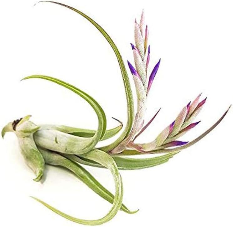 The Drunken Gnome AIR Plants–PAUCIFOLIA XL – 30 Pack air Purifying Flowering Tillandsia for Terrarium, Fairy Garden Starter kit, Home Office, Indoor Outdoor, Corporate Gift (30 Pack, X-Large - 6-10")