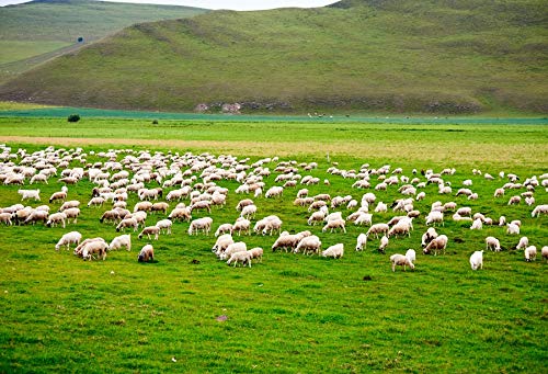 Baocicco 10x8ft Green Prairie Sheep Backdrop - Photography Background With Flock Of Sheep In Meadow