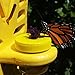 JCs Wildlife Double Nectar DOTS Hanging Butterfly Feeder