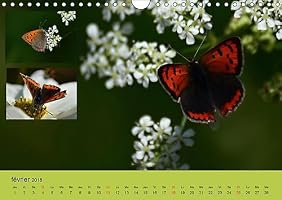 Papillons Joyaux Dans Le Jardin 2018 Des Papillons Dans - 