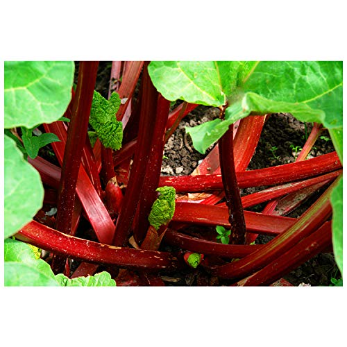 Rhubarb - Canadian Red - Rheum rhabarbarum - Super Heavy Crown/Roots - 6" Pot - 1 Plant by Growers Solution