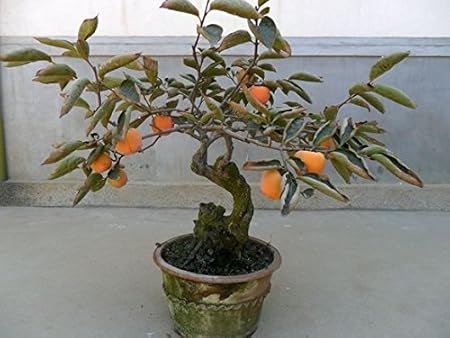 Amazon Com Bonsai Persimmon Tree Seeds 30 Pieces Per Bag Perennial Bonsai Fruit Seeds Garden Outdoor
