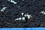 SoShrimp 5 S+ Grade CBS Crystal Black Shrimp Live Freshwater Aquarium Shrimp - 1/4 to 1/2 inch Long