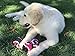 Dog Rope Tug Toy - Tennis Balls - For Medium Size Dogs and Teething Puppies; Best for Tug-of-War, Fetch, Puppy Training, Indoor or Outdoor Play; Promotes Dental Health and Exercise