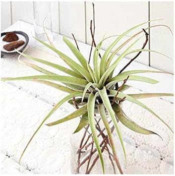 Amazon Co Jp 観葉植物 エアープランツ ティランジア カピタータ ｌサイズ １株 ペット用品