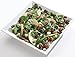 ORCHARD VALLEY HARVEST Salad Toppers, Glazed Pecans, 0.85 oz (Pack of 8), Non-GMO, No Artificial Ingredients
