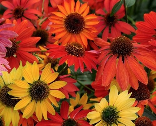 Cheyenne Spirit Coneflower - 10 Seeds - 2013 AAS Winner - Echinacea