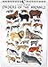 High Note 2018 Illustrated Orders of the Animals 18-Month Designer Wall Calendar: Unique, Beautifully Crafted, Featuring Unique, Original, Designer Art by Kelzuki (CHG0297)