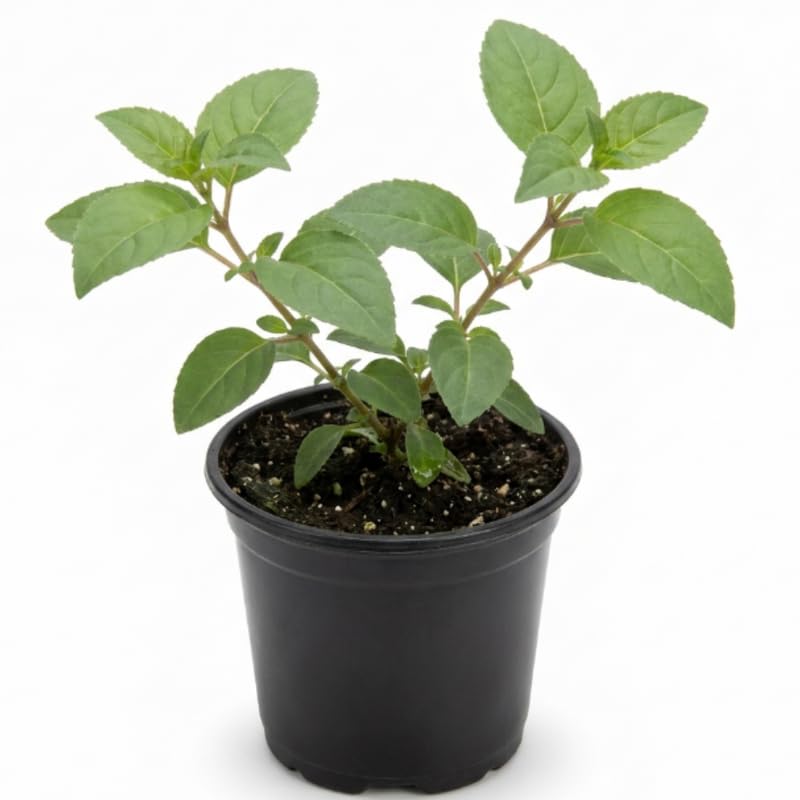 Generic Fuchsia Live Plant 5 Inch Pot