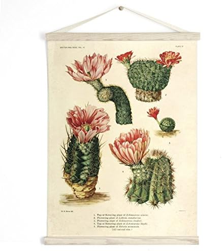 Pull Down Chart - Vintage Palm Springs Botanical Cactus Print Plate IV. Educational Chart Diagram Cactus Desert Poster flowers CP264cv