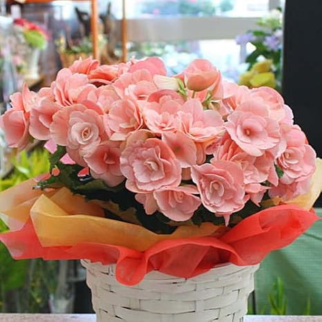 Amazon リーガースベゴニア ピンク色系 季節の鉢植え5号かご付 誕生日 お祝い 退職 送別のプレゼントに花ギフト 観葉植物 オンライン通販