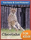 Cheetahs for Kids! - Fun Facts & Cool Pictures!