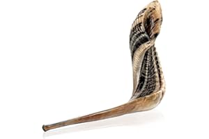 Holy Voice Kosher Ram Shofar Horn from Israel 14"-16" Traditional Half Polished, Holy Land Ancient Jewish Musical Instrument,