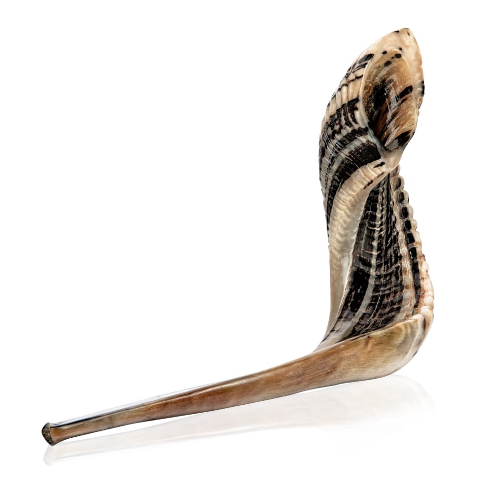 Photo 1 of Holy Voice Kosher Ram Shofar Horn from Israel 14"-16" Traditional Half Polished, Holy Land Ancient Jewish Musical Instrument, Smooth Mouthpiece for Easy Blowing, Clear Sound Shofar