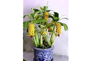 Banana Tree Seeds Growing Indoor Ornamental Perennial Tree for Planting 3 Seeds