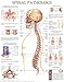 Spinal Pathology - Quick Reference Chart: Full illustrated