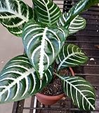 Snow White Zebra Plant - Aphelandra - Exotic & Unusual House Plant - 4" Pot