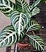Snow White Zebra Plant - Aphelandra - Exotic & Unusual House Plant - 4" Pot primary