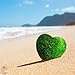 Luffy Heart Marimo - Unique Heart-shaped Rare Live plant that brings good luck, charm & prosperity - Perfect gift for Every Occasion - Win Someone’s Heart today!