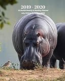 2019 - 2020 | 18 Month Weekly & Monthly Planner July 2019 to December 2020: Hippopotamus Animal Natu by Dazzle Book Press