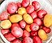 Northshire Farms 5 lbs. Certified Seed Non GMO Red Pontiacs and German Butterballs primary