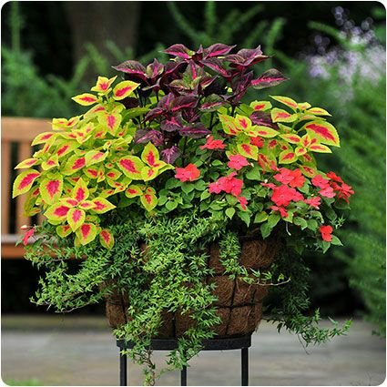 Creative Farmer Flower Seeds Coleus Succulent Evergreen Perennial Live Plant Seeds 20 Seeds Kitchen Garden Seeds Pack
