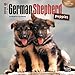 German Shepherd Puppies 2016 Mini 7x7