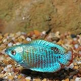 CADIFLEX1500 Powdẹr Bluẹ Dwarf Gourami