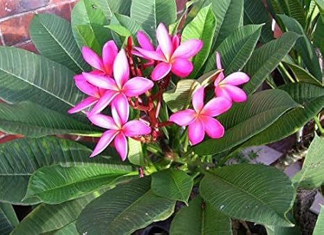 Amazon プルメリア ルブラ ピンク の種 30粒 種