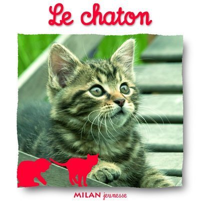 Le  chaton