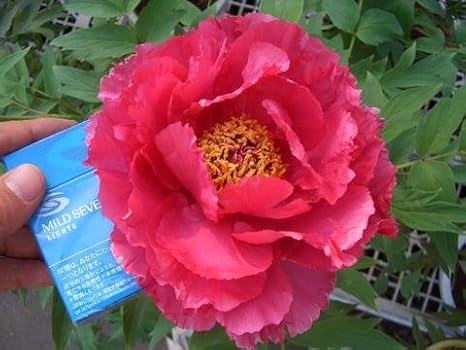 Amazon 牡丹 紅桃色 日月錦 ジツゲツニシキ 10年生鉢植え 落葉樹 低木 ぼたん 植木