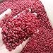 Barberries Dried Natural Barberry Fruit, Antioxidants Rich (6 Oz)