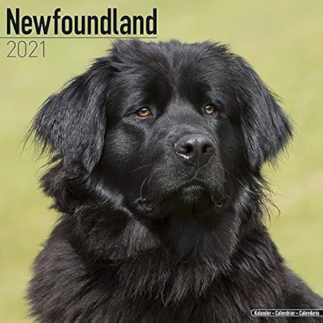 best dog food brand for newfoundland