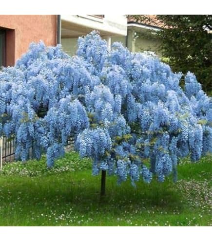 Amazon.com : CHUXAY GARDEN Ghost Blue Maple,Acer Palmatum