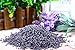 Anianiau Lavender Scented Sachets - Effectively Repel Insects and Moths Purifies Bad Odour 6 Pack