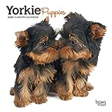 Yorkie Puppies 2020 7 x 7 Inch Monthly Mini Wall Calendar, Animals Small Dog Breeds Terrier Yorkshir by 