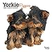Yorkie Puppies 2020 7 x 7 Inch Monthly Mini Wall Calendar, Animals Small Dog Breeds Terrier Yorkshir by 