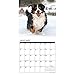 Bernese Mountain Dog 2017 Wall Calendar