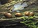 Aquatic Arts 1 Tiger Nerite Snail (Neritina natalensis - 1/2 to 1 inch in diameter) - Live Snail