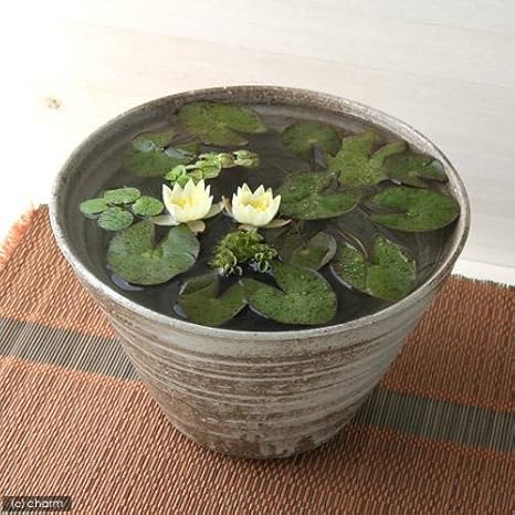 Amazon Co Jp ビオトープ 水草 姫睡蓮 ヒメスイレン 黄 益子焼 姫睡蓮鉢 ヒメスイレン鉢 セット 古信楽 説明書付 本州四国限定 休眠株 ホーム キッチン