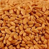 Wheatgrass Seeds ► Certified Organic Wheat Seeds (400+ seeds) ◄ by PowerGrow Systems
