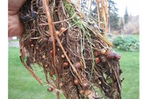 10 Tiger nut tubers - Cyperus ESCULENTUS - Chufa + 5 Sunflower Seeds as a Gift: in Package Only Seeds