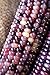 Amethyst Dream Purple Glass Gem 50 Seeds Cherokee Indian Corn Heirloom Premium Seed Packet + More