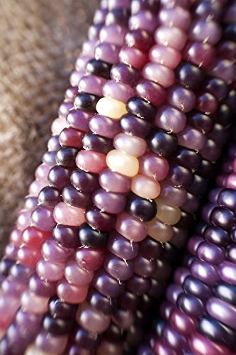 Amethyst Dream Purple Glass Gem 50 Seeds Cherokee Indian Corn Heirloom Premium Seed Packet + More Amethyst Dream Purple Glass Gem 50 Seeds Cherokee Indian Corn Heirloom Premium Seed Packet + More